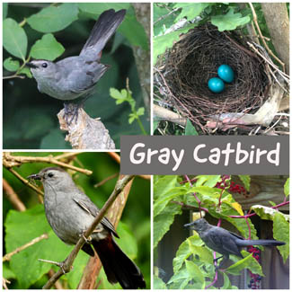 Gray Catbird